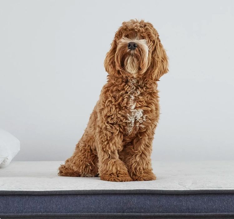 pup mattress