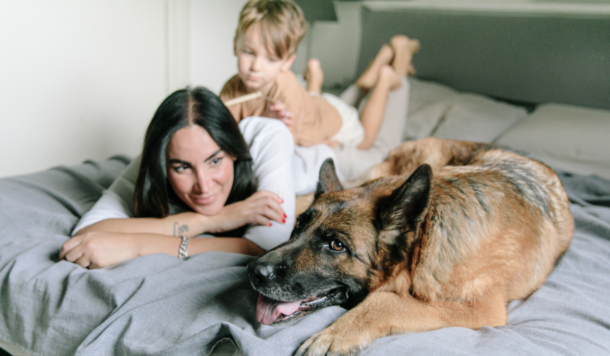 pet on bed